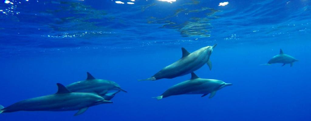 More Dolphins © Annika Thomson